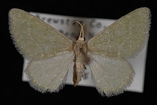 <i>Xerochlora mesotheides</i> Species of moth