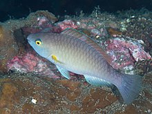Yellowfin parrotfish (Scarus flavipectoralis) (26887271817).jpg