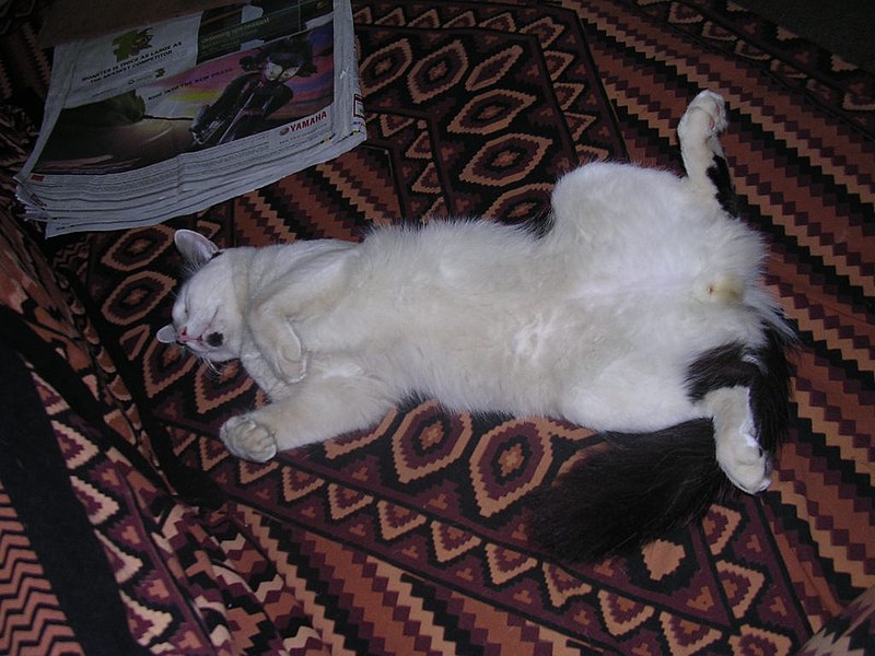 File:Yet another sleeping cat.JPG
