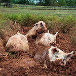 Porci Yorkshire la animal sanctuary.jpg