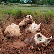 Pigs in a wallow Yorkshire pigs at animal sanctuary.jpg