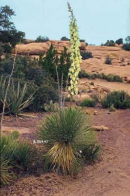 Yucca angustissima s krátkým dříkem v Arizoně