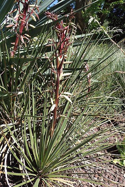 File:Yucca baccata var. brevifolia kz01.jpg