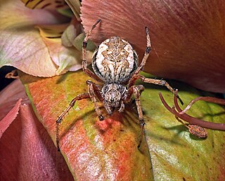 <i>Zealaranea</i> Genus of spiders