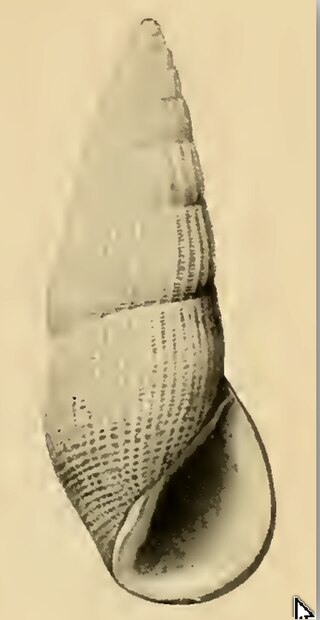 <i>Zebinella townsendi</i> Species of gastropod