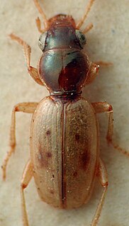 Bembidion tillyardi