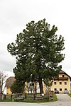 Stone pine at the Wengergut in Tamsweg