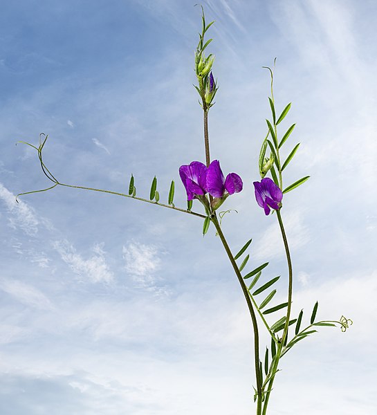 File:(MHNT) Vicia angustifolia - Flowers and leaves.jpg