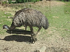 Großer Emu (Dromaius novaehollandiae)