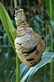 Čeština: Škůdce kukuřice na poli u Úval, okres Praha-Východ English: A corn parasite on a plant near Úvaly, Prague-East District, CZ