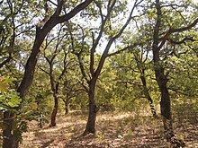 Hungarian oak forest Gora 8.jpg