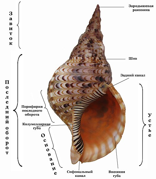 Строение раковины морского моллюска. Брюхоногие моллюски строение раковины. Строение раковины брюхоногих. Старение раковины брюхоногого моллюска. Строение раковины брюхоногих двустворчатых.