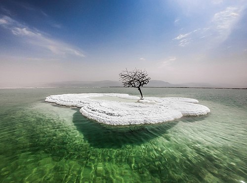 עץ על אי מלח באמצע ים המלח.jpg