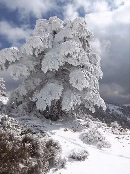 File:منظر رائع في جبال تيشاو نافلة - ولاية باتنة.jpg
