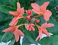 (Crossandra infundibuliformis) fire cracker flower at Kakinada 04.jpg