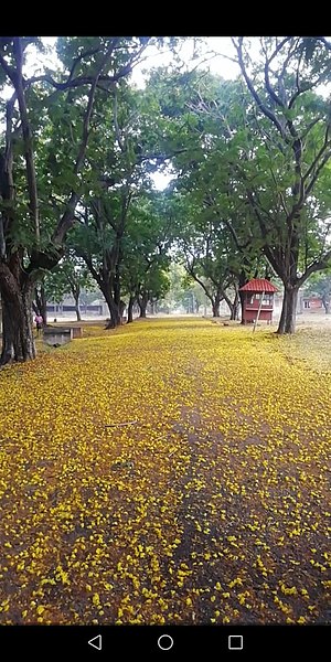 File:-Yellow flower -Autumn Fall -Leaves -Nature.jpg