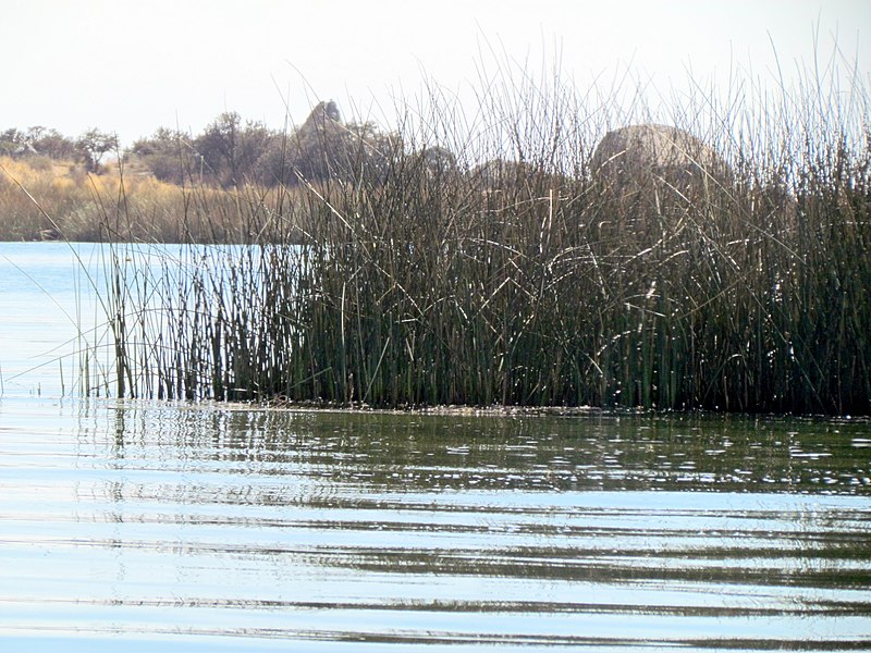 File:010 Reeds Lake Titicaca Peru 3057 (15158797836).jpg