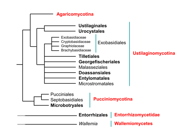 Phylogeny of smut fungi (black, bold) and closely related groups, Basidiomycota (diagram by M. Piepenbring)