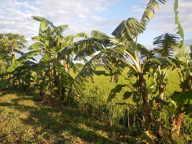 File:09705jfVillages Makinabang Highway Baliuag Bulacan Paddy fields Roadsfvf 13.jpg