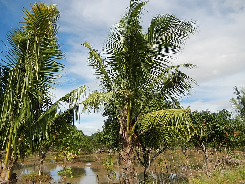 File:0977jfSulivan Roads Rice Fields San Jose San Luis Pampangafvf 06.JPG