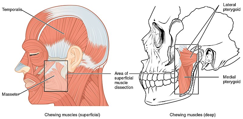 File:1108 Muscle that Move the Lower Jaw.jpg