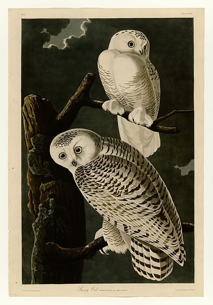 The engraving Snowy Owl, Plate 121 of The Birds of America by John James Audubon. Male (top) and female (bottom).
