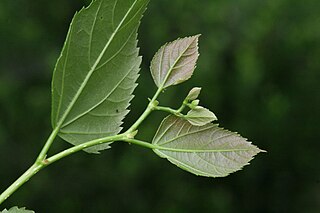 <i>Tilia kiusiana</i> Species of plant in the genus Tilia