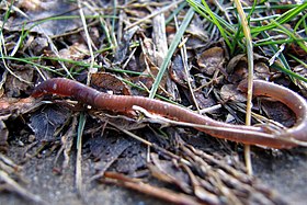 20060131 earthworm hits dirt.jpg