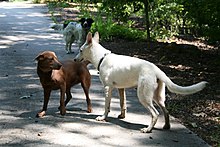 Two dogs meeting. The brown dog is displaying calming behaviors (softening the eyes, reducing body size, etc.). 2008-06-18 Dogs meeting.jpg