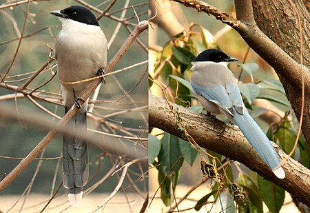 Cyanopica_cyanus