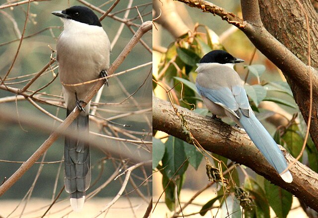 Black-billed magpie - Wikipedia