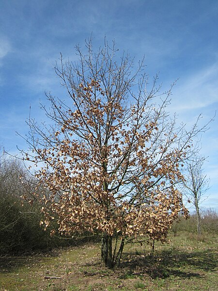 File:20130414Quercus robur.jpg