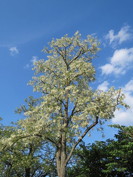 File:20150517Robinia pseudoacacia.jpg