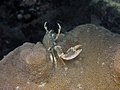 Crabe porcelaine neopetrolisthes maculatus