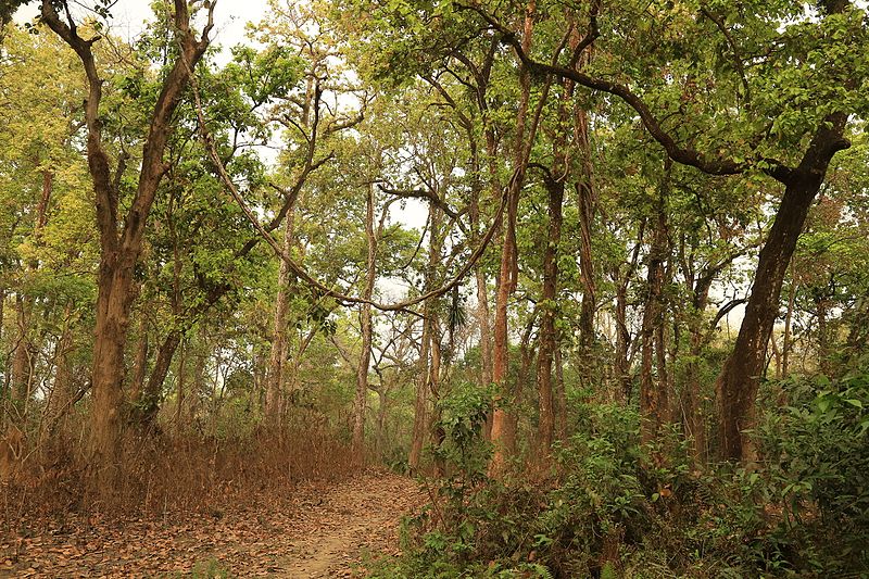 File:2016-04-05 Chitwan National Park Bufferzone, Nepal. Trees and Vines 5983.jpg