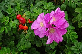 Kurtturuusun (Rosa rugosa) kukkia ja hedelmiä