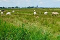 Fries landschap tussen Earnewâld (Eernewoude) en Warten (Wartena)