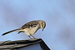 Thumbnail for File:202403081740 northern mockingbird south meadows PD202974.jpg