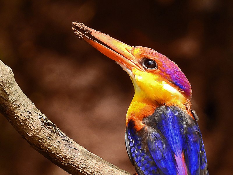 File:22. Close-up of Oriental dwarf kingfisher (Ceyx erithaca) photograph by Shantanu Kuveskar.jpg