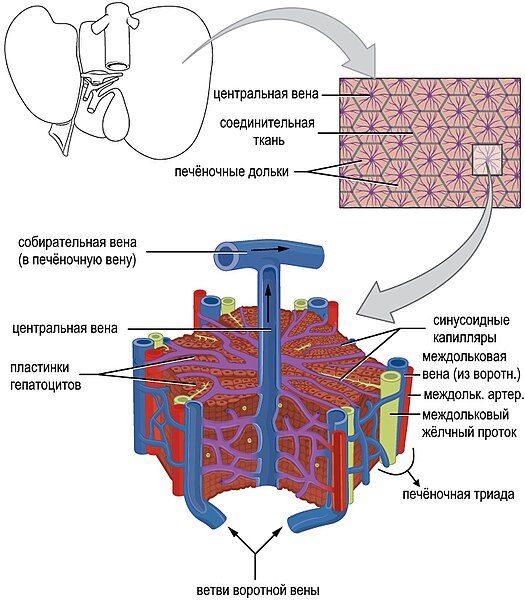 File:2423 Microscopic Anatomy of Liver-ru.jpg