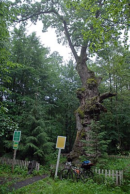 Юзефинский дуб (памятник природы Юзефинская дача)