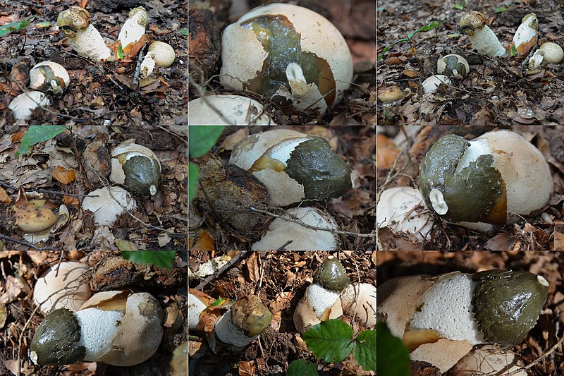 File:3 stadia of birth of the Phallus impudicus (GB= Common Stinkhorn after witch’s egg, D= Gemeine Stinkmorchel nach Hexenei, F= Satyre puant apres œuf du Diable, NL= Grote stinkzwam na Duivelsei) within a period of 2,5 - panoramio.jpg