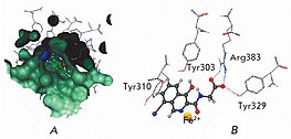 Analysis of the active site of prolyl hydroxylase enzyme 2. A – active center occupied by "native" ligand. B – interaction between inhibitor and amino acid residues of the enzyme (docking solution)