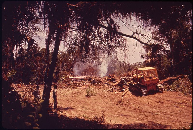 File:A BULLDOZER CLEARS A FOREST, MAKING WAY FOR A GOLF COURSE ON JOHN'S ISLAND, (PART OF THE SEABROOK ISLAND DEVELOPMENT) - NARA - 547000.jpg