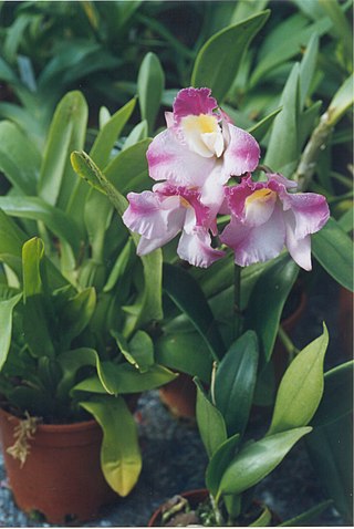 <i>× Laeliocatonia</i> Genus of orchids