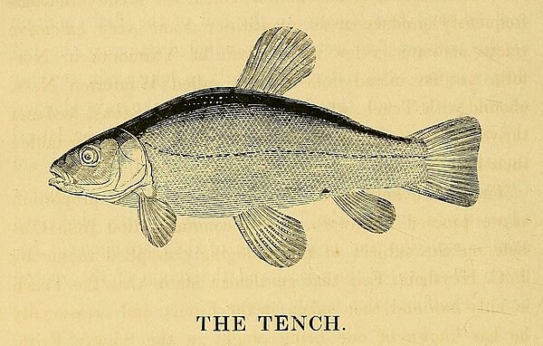 The Tench, A History of British Fishes (1835), by William Yarrell