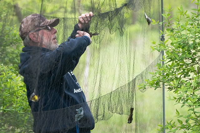 https://upload.wikimedia.org/wikipedia/commons/thumb/3/30/A_researcher_removes_a_bird_from_a_mist_net_2.jpg/640px-A_researcher_removes_a_bird_from_a_mist_net_2.jpg