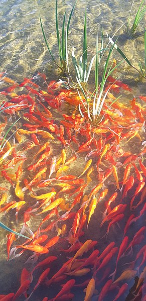 File:A shoal of goldfish in the pond of Petah Tikva park - 01.jpg