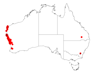 <i>Acacia spathulifolia</i> Species of legume