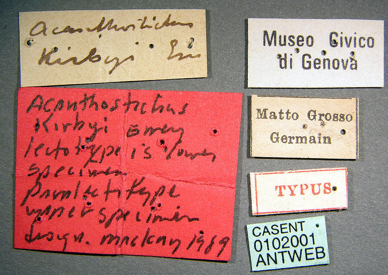 File:Acanthostichus kirbyi casent0102001 label 1.jpg